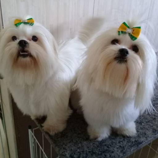 Banho e Tosa por Mister Pet Banho e Tosa