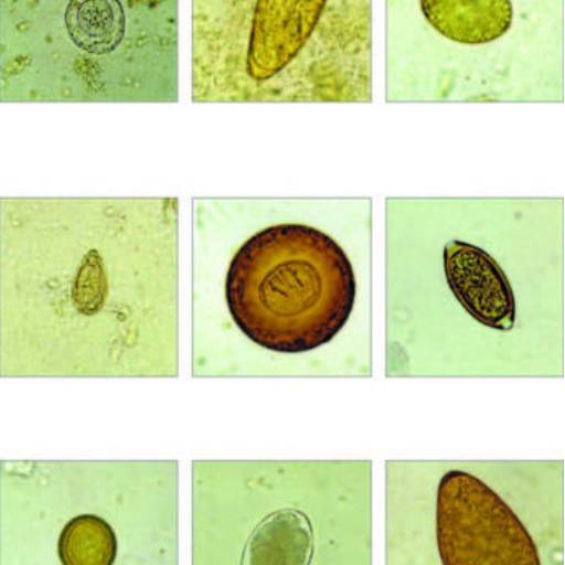 PARASITOLOGIA por Bioclínica Análises Clínicas