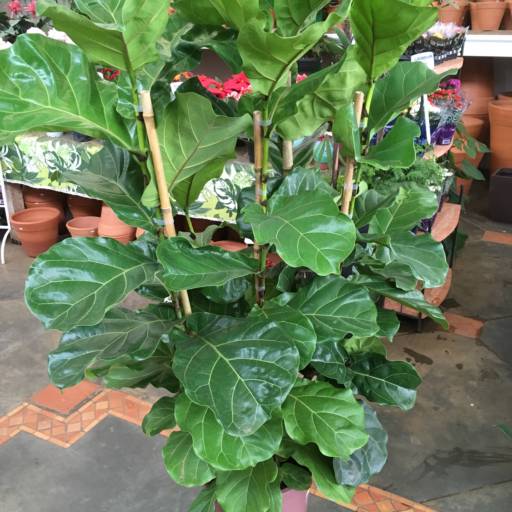 Comprar o produto de Ficus Lyrata em Plantas pela empresa Dujardim em Itapetininga, SP por Solutudo