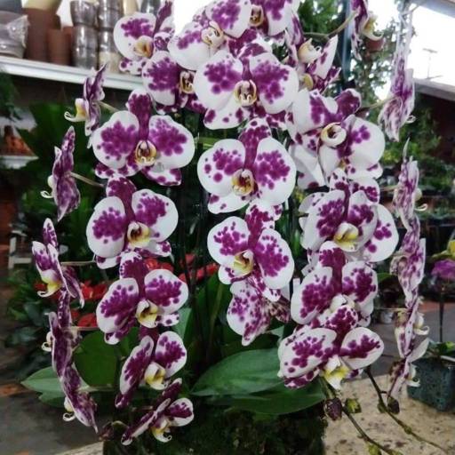 Orquídea Phalaenopsis por Dujardim