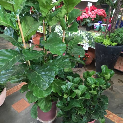 Comprar o produto de Ficus Lyrata Variedade Bambino em Plantas pela empresa Dujardim em Itapetininga, SP por Solutudo