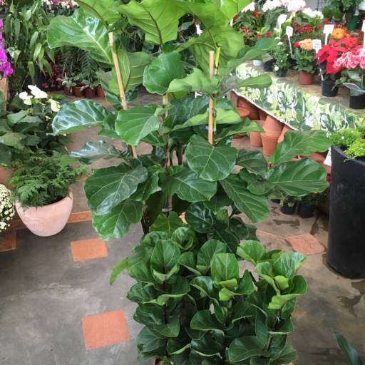 Ficus Lyrata Variedade Bambino por Dujardim