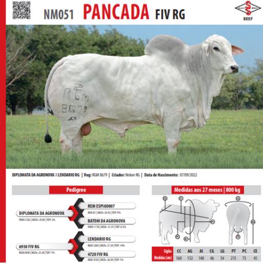 Touro Nelore Pancada FIV RG (NM051)