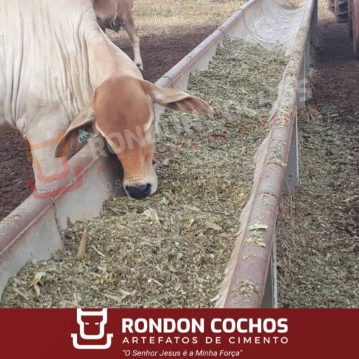 Cocho P Confinamento Modelo J