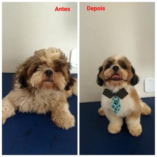 Comprar o produto de Banho e Tosa em Pet Shop pela empresa Pet Shop Bichos na Elegância    em Araçatuba, SP por Solutudo
