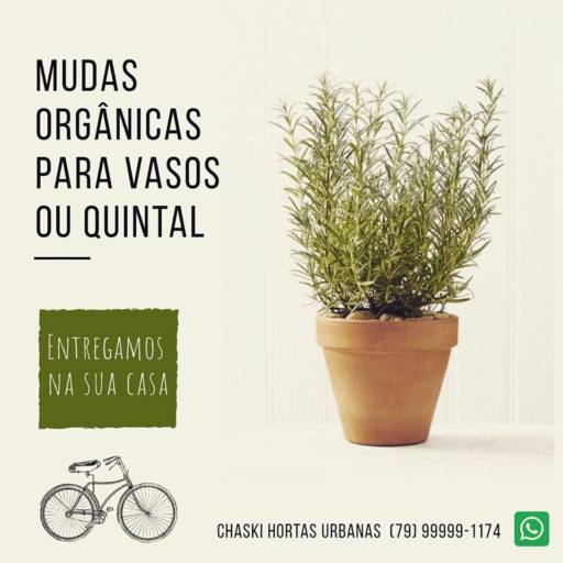 Comprar o produto de Mudas Orgânicas para vasos ou quintal em Outros pela empresa Chaski Hortas Hurbanas em Aracaju, SE por Solutudo