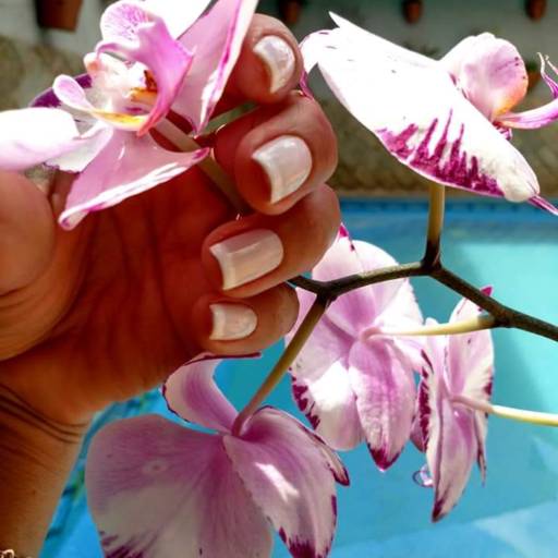 Francesinha  por Muy bella