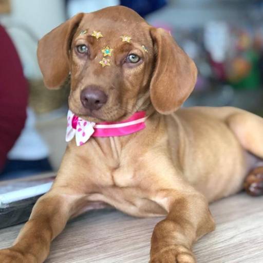 Banho  por Banho e Tosa Nutrivet