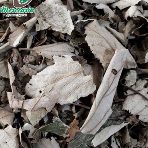 Açoita Cavalo  por Mercearia Alimentos Naturais