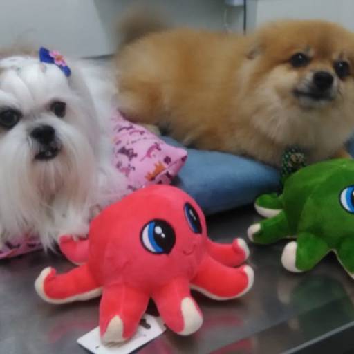 Comprar o produto de Pet Shop  em Pet Shop pela empresa Clínica Veterinária Planeta Animal em Marília, SP por Solutudo