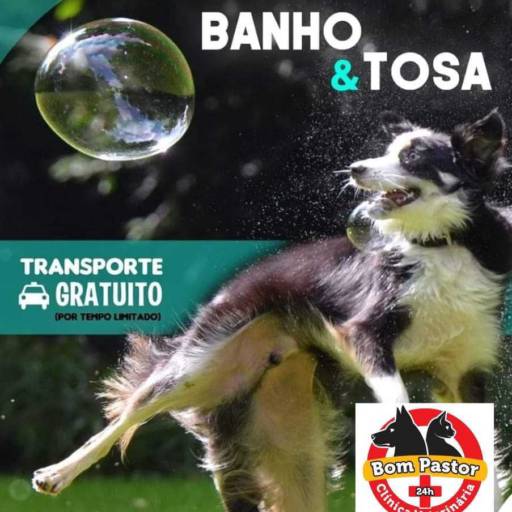 Banho e Tosa  por Clínica Veterinária Bom Pastor - Loja 1