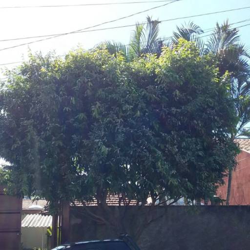Poda de Árvore por Luís Antonio Jardinagem e Limpeza de Terreno 