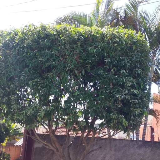 Poda de Árvore por Luís Antonio Jardinagem e Limpeza de Terreno 