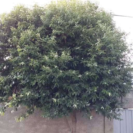 Poda de Árvore por Luís Antonio Jardinagem e Limpeza de Terreno 