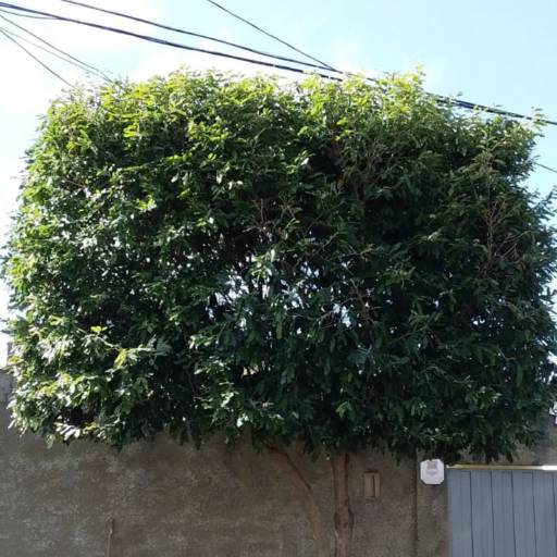 Poda de Árvore por Luís Antonio Jardinagem e Limpeza de Terreno 