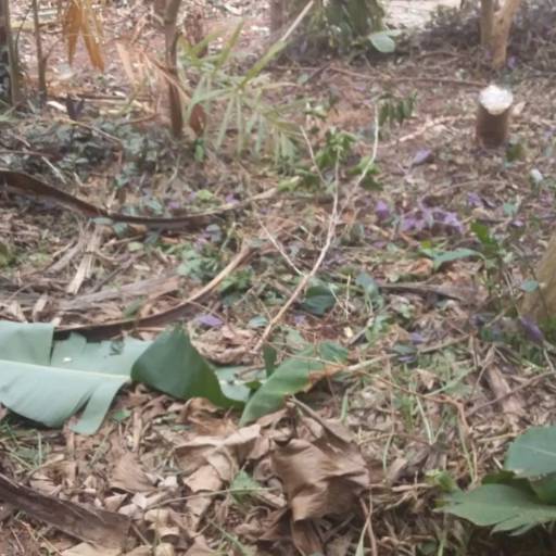 Limpeza de Terreno por Luís Antonio Jardinagem e Limpeza de Terreno 