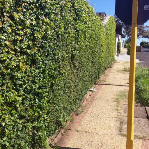 Poda por Luís Antonio Jardinagem e Limpeza de Terreno 