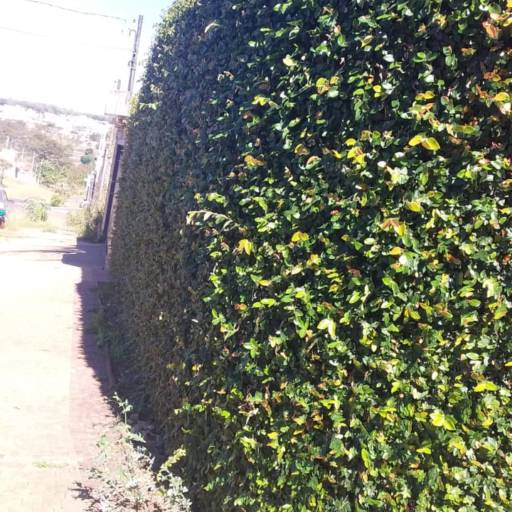 Poda por Luís Antonio Jardinagem e Limpeza de Terreno 