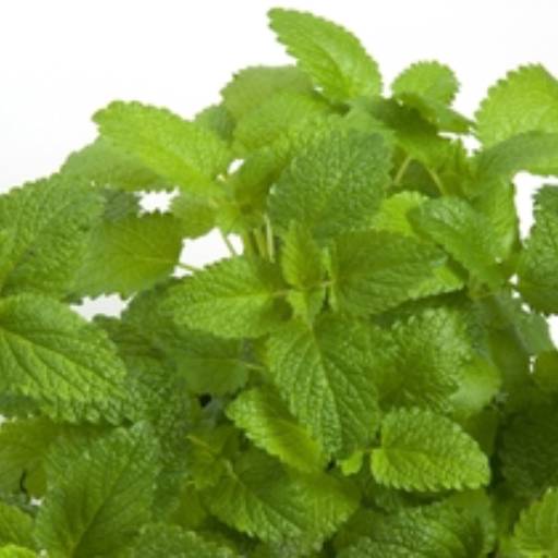 TINTURA DE MELISSA - PANIZZA