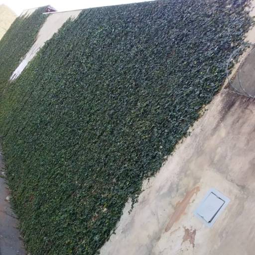 Cerca Viva de Muro  por Luís Antonio Jardinagem e Limpeza de Terreno 