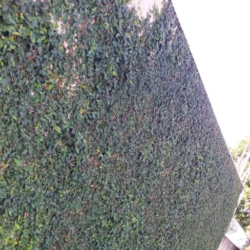 Cerca Viva de Muro  por Luís Antonio Jardinagem e Limpeza de Terreno 