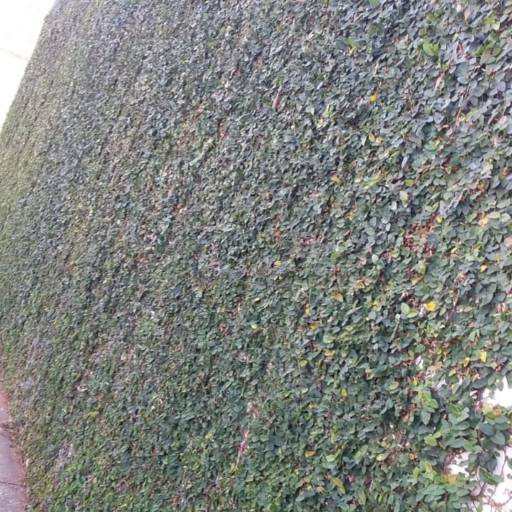 Cerca Viva de Muro  por Luís Antonio Jardinagem e Limpeza de Terreno 