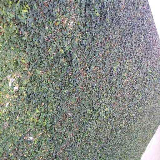 Cerca Viva de Muro  por Luís Antonio Jardinagem e Limpeza de Terreno 