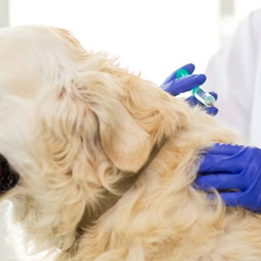 Atendimento para cães por Consultório Veterinário Farmavet