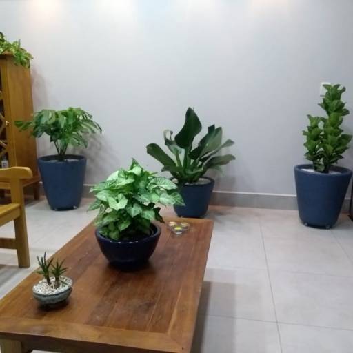  Ornamentação ambiente interno com vasos em Bauru por Mais Verde Jardins