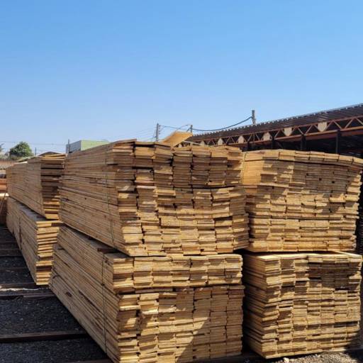 Madeira Pinus  por Conflora Agromadeiras