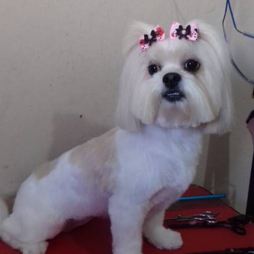 Tosa na Lâmina - Corte Preciso e Estilizado em Lençóis Paulista/SP