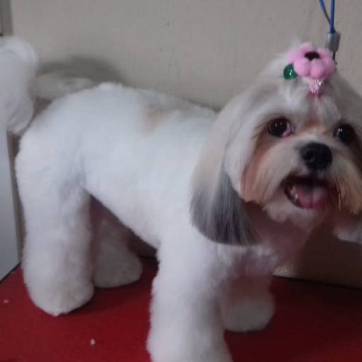 Tosa Bebê em Shih Tzu - Estilo Fofo e Elegante em Lençóis Paulista/SP