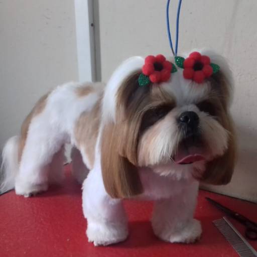 Tosa Bebê - Visual Fofo e Cuidadoso para Seu Pet em Lençóis Paulista/SP