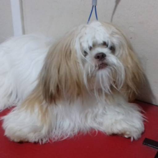 Antes e Depois da Tosa Bebê - Transforme o Visual do Seu Pet em Lençóis Paulista/SP