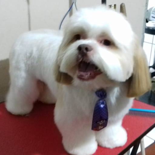 Antes e Depois da Tosa Bebê - Transforme o Visual do Seu Pet em Lençóis Paulista/SP por Banho e Tosa Estilo Dog