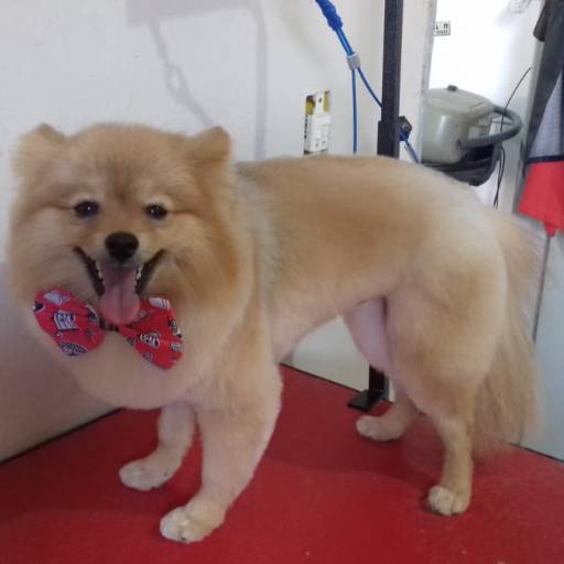 Tosa Leão em Spitz - Estilo Majestoso para Seu Pet em Lençóis Paulista/SP por Banho e Tosa Estilo Dog