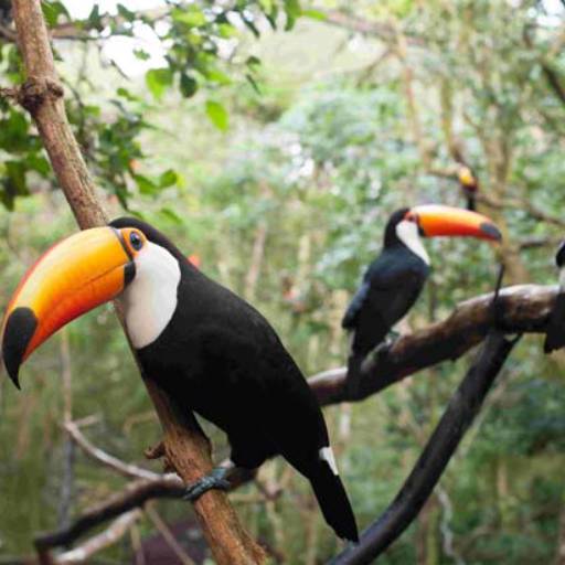 Táxi para Parque das Aves