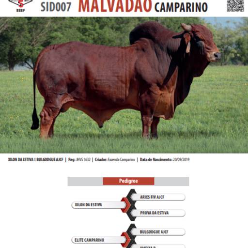 Touro Sindi Malvadão Camparino (SID007)