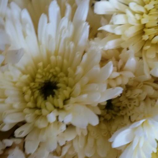 Comprar o produto de Vaso de flor em A Classificar pela empresa Floricultura Eres Bauru em Bauru, SP por Solutudo