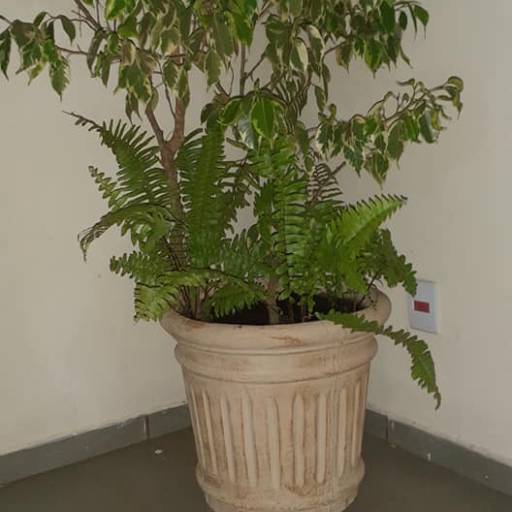 Comprar o produto de Vaso em Vasos para Flores pela empresa Cia dos Vasos em Bauru, SP por Solutudo