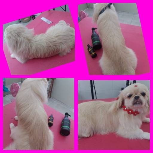 Hidratação de pelagem por Tia Angela Centro de Estética Animal