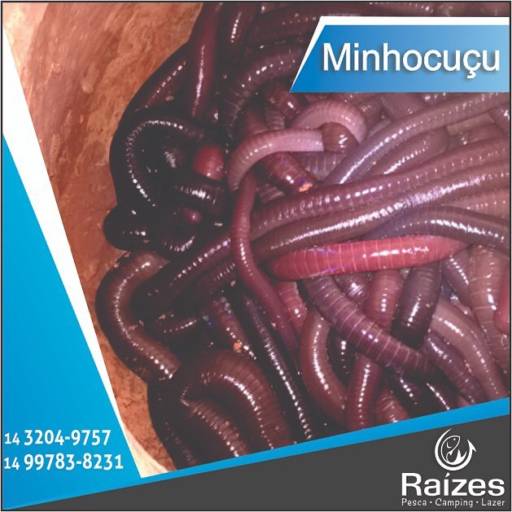 Minhocuçu