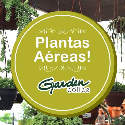 Comprar o produto de Plantas Aéreas!! em Plantas pela empresa Garden Coffee em Jaú, SP por Solutudo