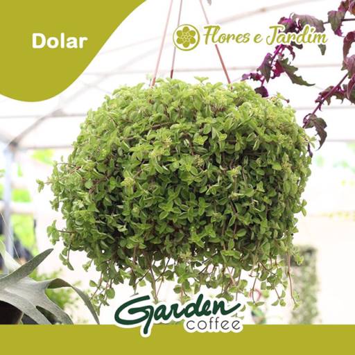 Plantas Aéreas!! por Garden Coffee