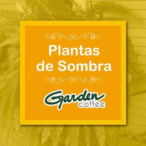 Comprar o produto de Plantas de Sombra!! em Plantas pela empresa Garden Coffee em Jaú, SP por Solutudo