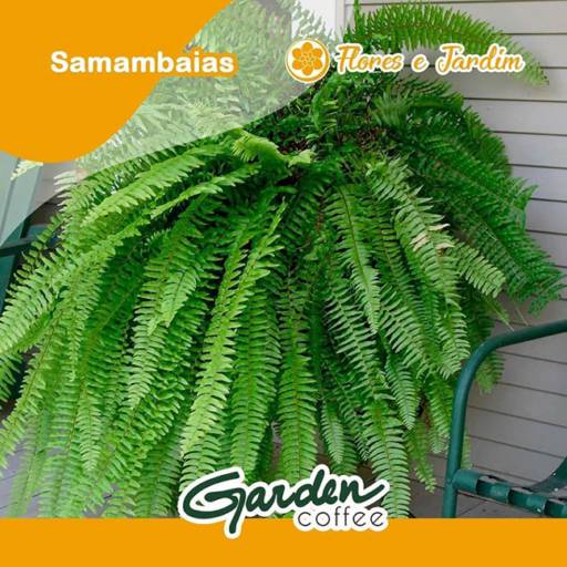 Plantas de Sombra!! por Garden Coffee