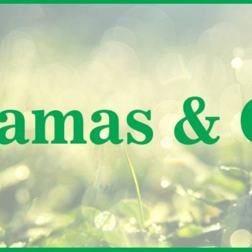 Plantio de Grama por Gramas & Cia