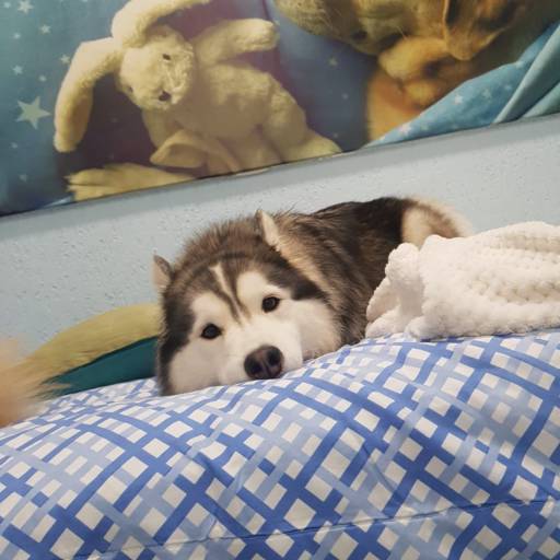 Hotel Pet em Bauru por Doidos Por Cachorro - Day Care Pets