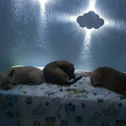 Hotel Pet em Bauru por Doidos Por Cachorro - Day Care Pets