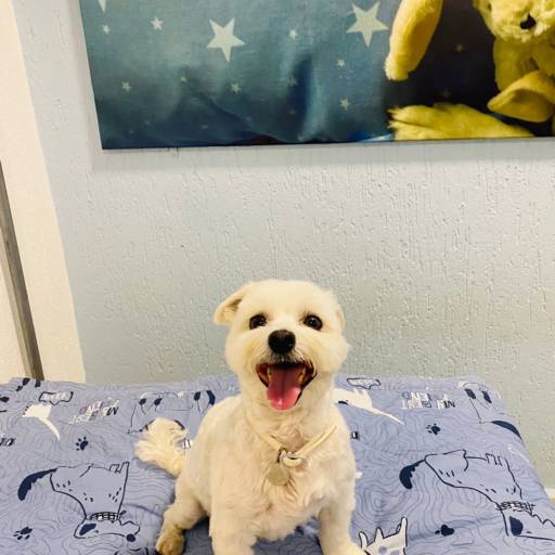 Hotel Pet em Bauru por Doidos Por Cachorro - Day Care Pets